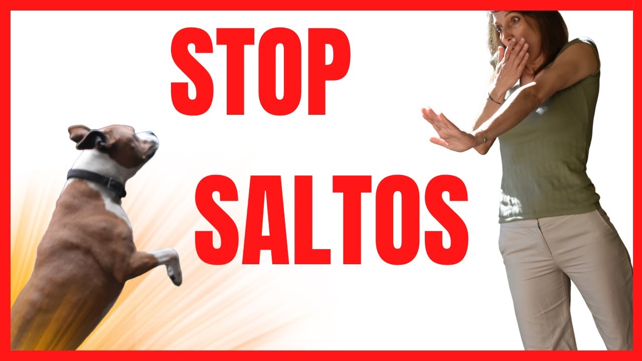 🛑ENSEÑA a tu Perro a NO SALTAR encima DE LAS PERSONAS