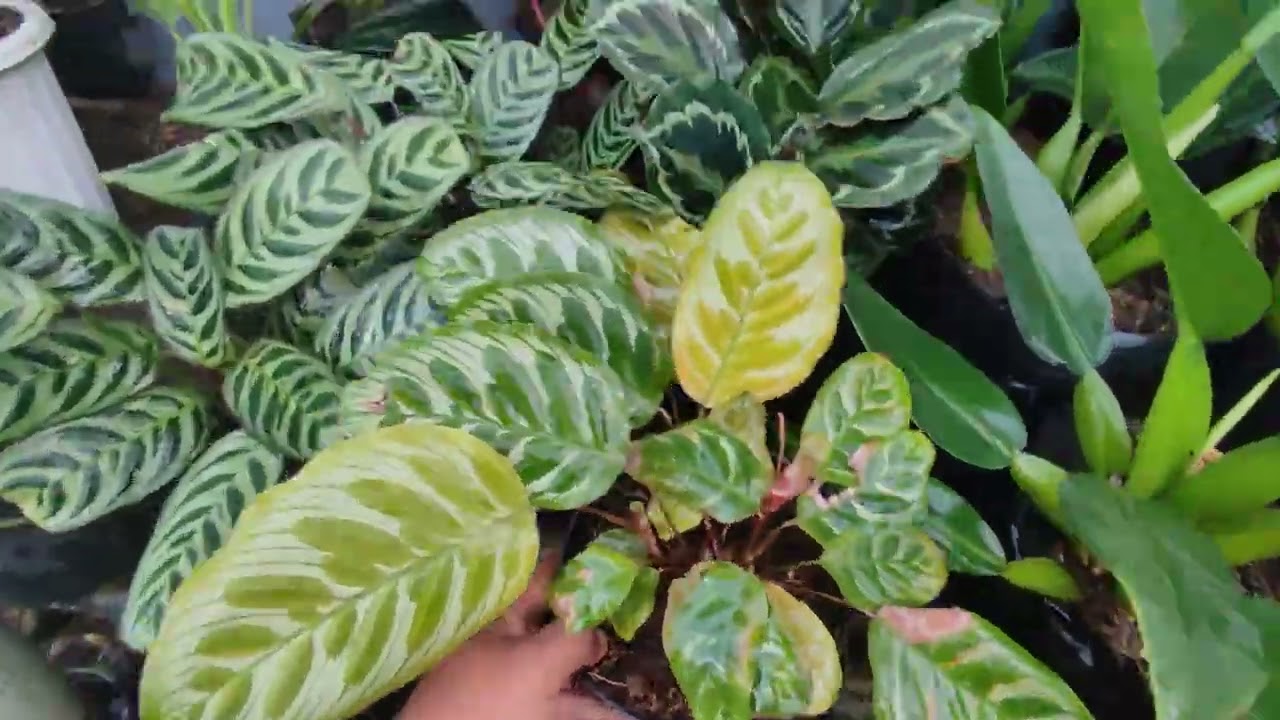 Update harga tanaman hias terbaru di yunus florist 081259047498