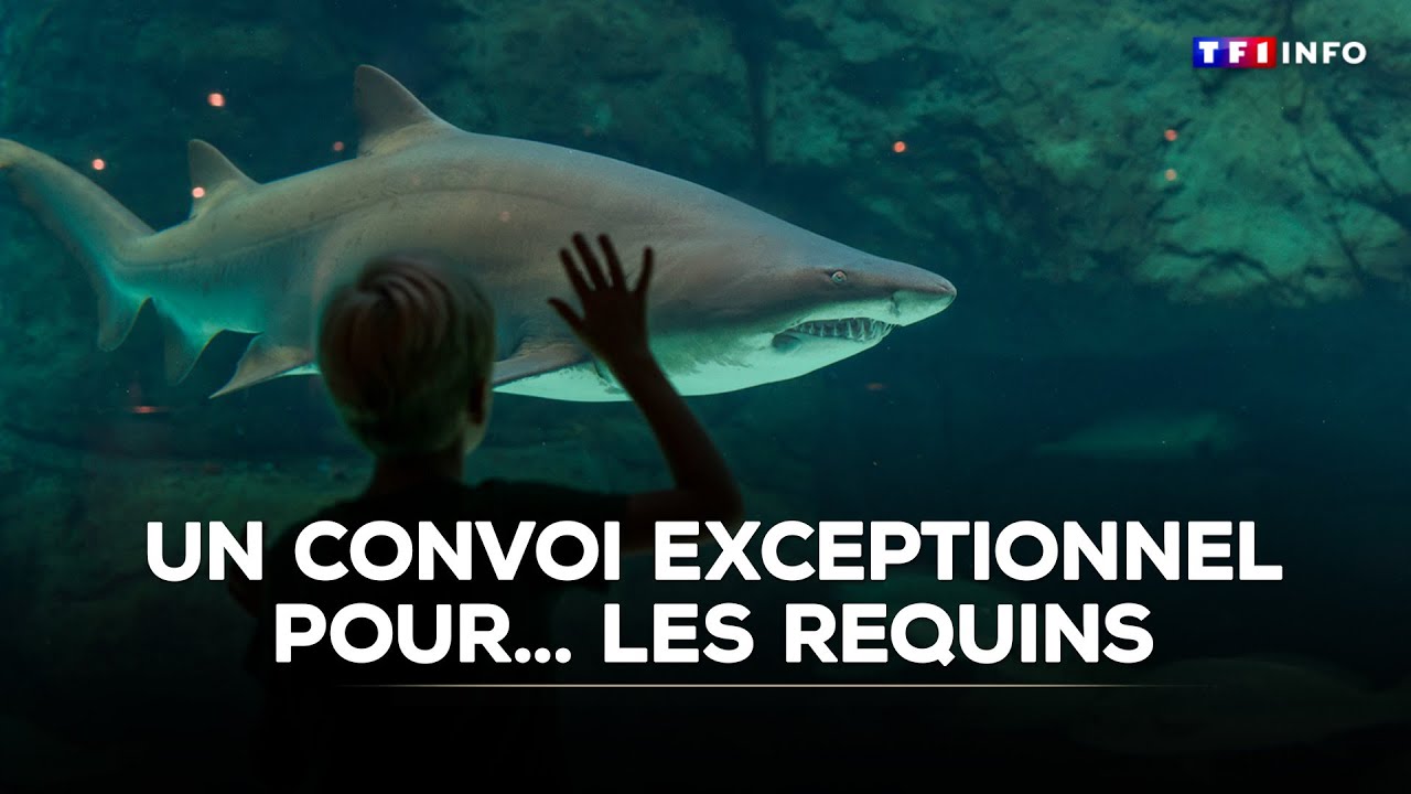 Un convoi exceptionnel pour... les requins ｜TF1 INFO