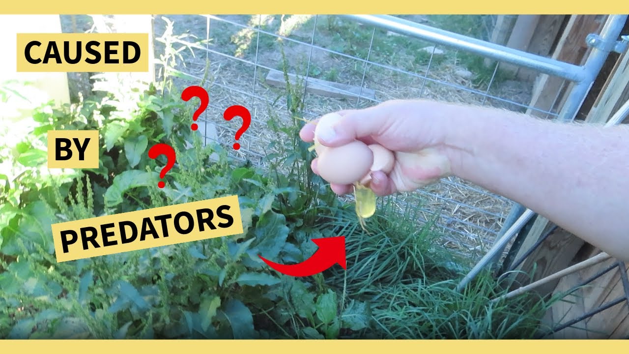 PREDATORS CAN LEAVE WEIRD CLUES...