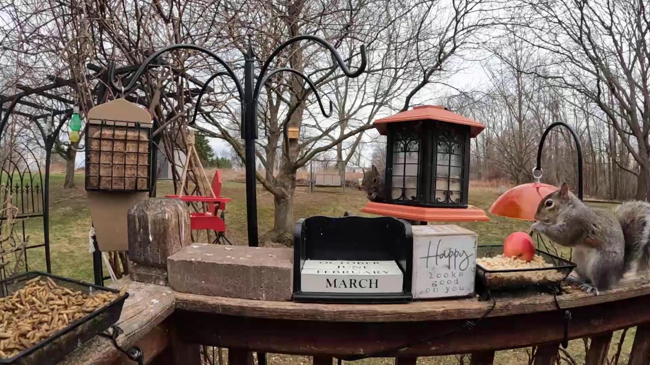 My Monday Morning Mayhem Bird & Squirrel Livestream