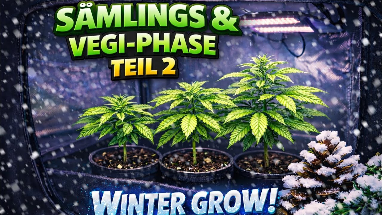 Winter Grow - Sämlings & Vegi-Phase 🌱⛺️ Teil 2
