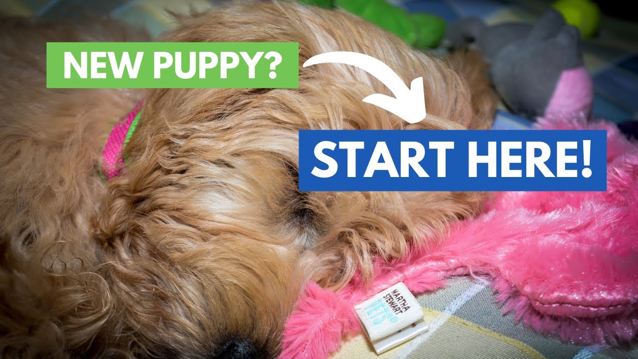 Goldendoodle Puppy: Advice For First-Time Goldendoodle Owners