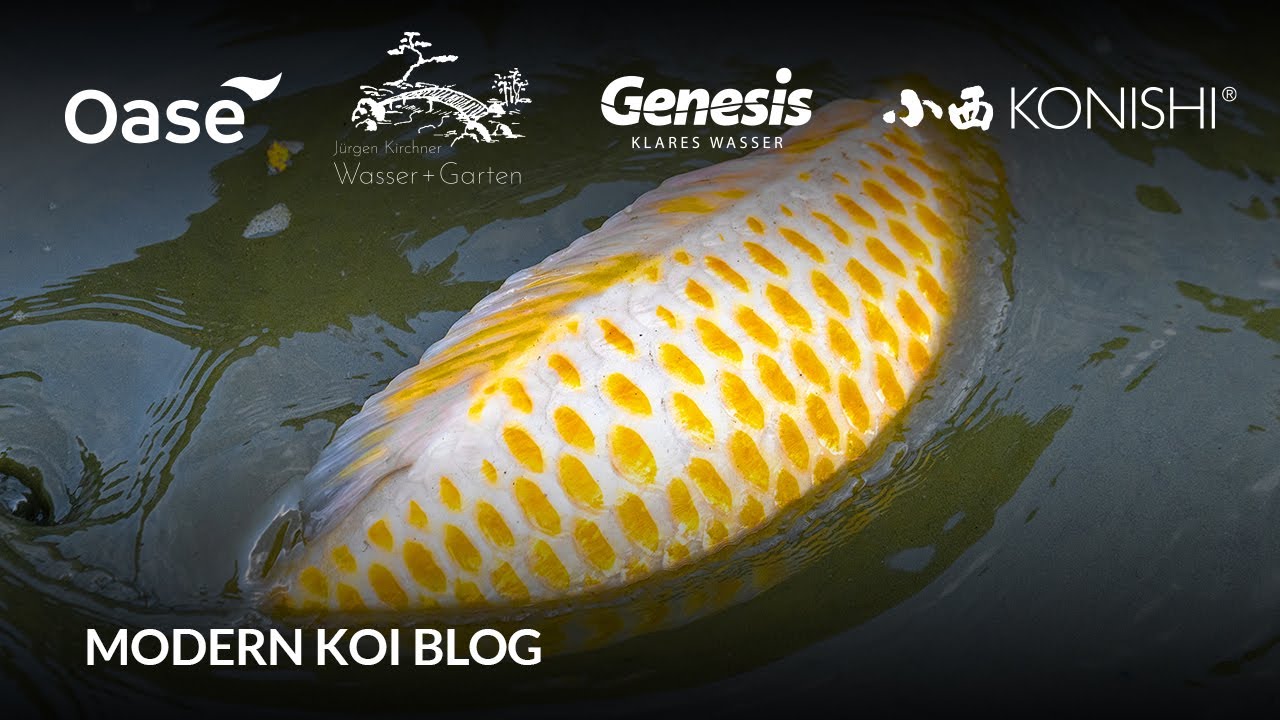 Modern Koi Blog #6281 - Live aus Japan: Die Yamaguchi Sansai Topkoi Ikeage