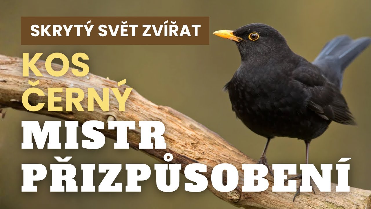 Kos černý: Pták, který se přizpůsobil světu lidí