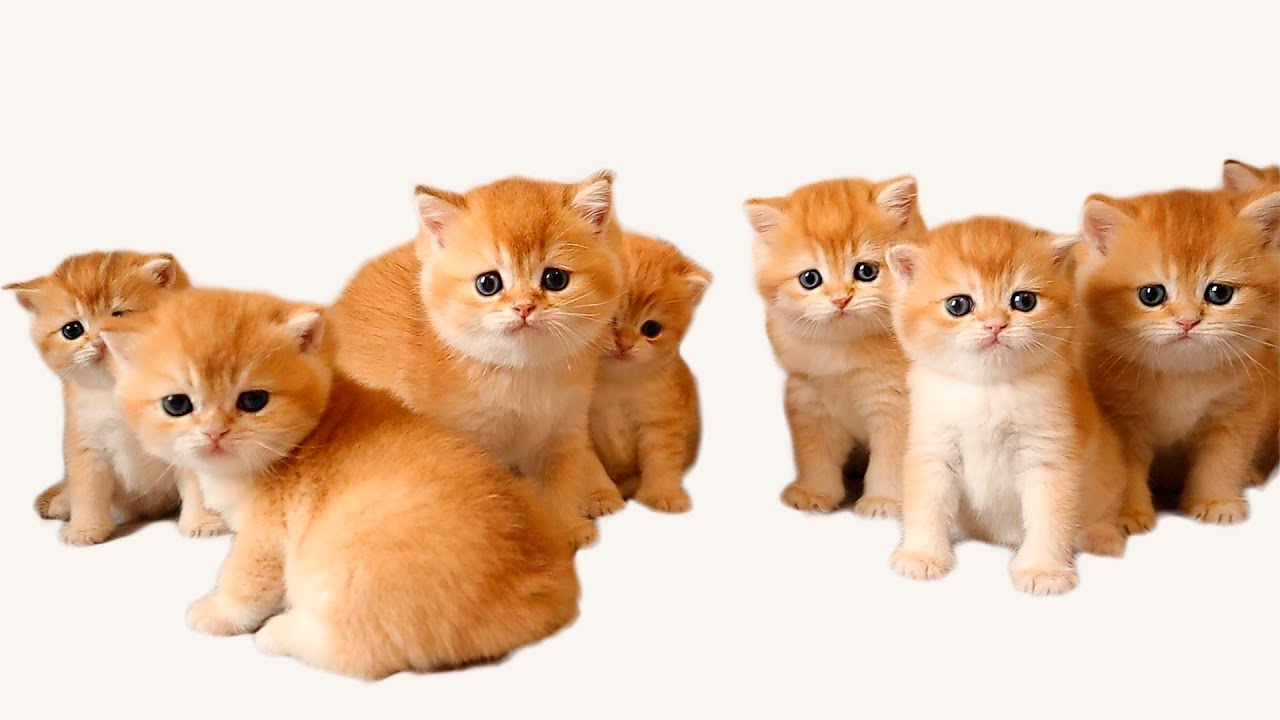 Котята Анабель знакомятся с котятами Агуши и играют. Мышиная возня