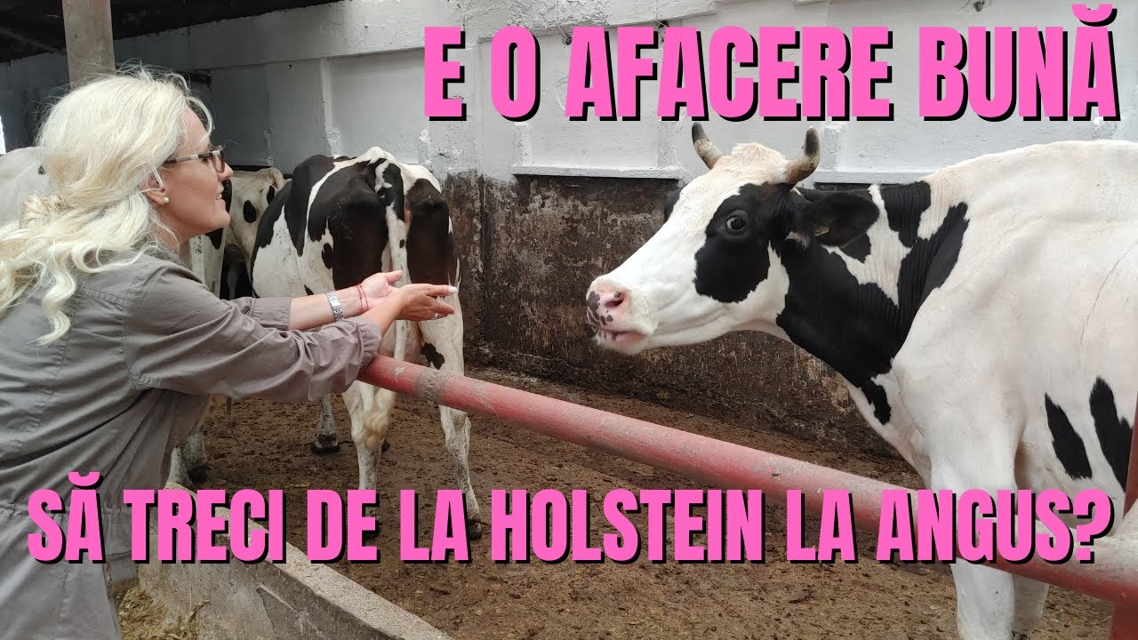 E o afacere bună să treci de la Holstein la Angus? / România văzută din tractor