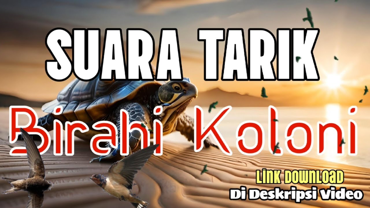 SUARA TARIK BIRAHI KOLONI 🔥🔥