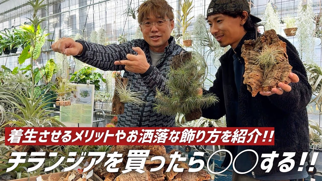 【チランジア】着生方法やご自宅で出来るお洒落アレンジ術をご紹介します!! 【エアプランツ】