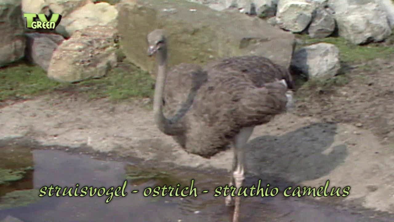 Wildlife Travel: Ostrich - Struisvogel