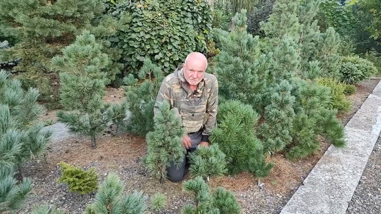 Кедр европейский в Сибири (4). Еще клоны: наш и карликовые австрийские от Франца Этзельшторфера