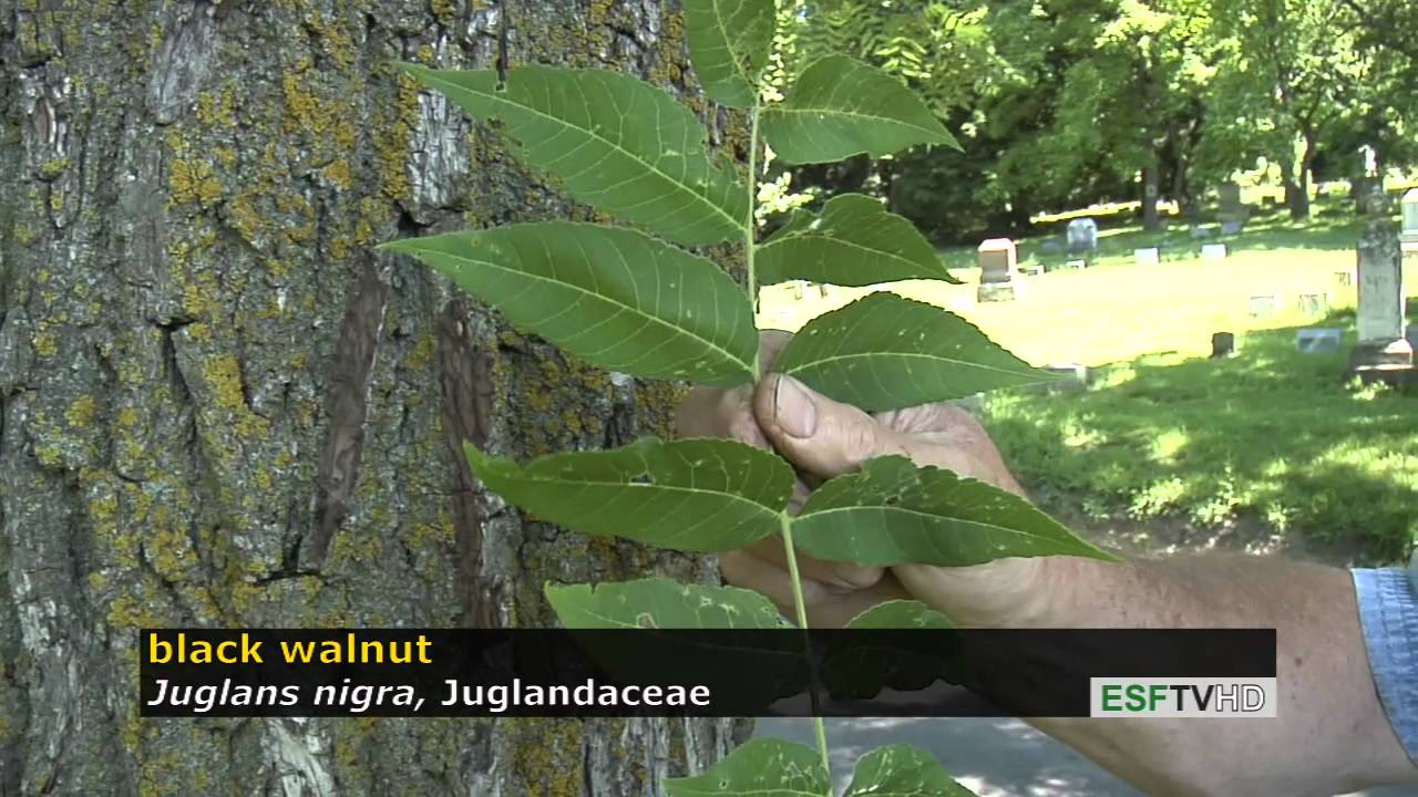 Trees with Don Leopold - black walnut