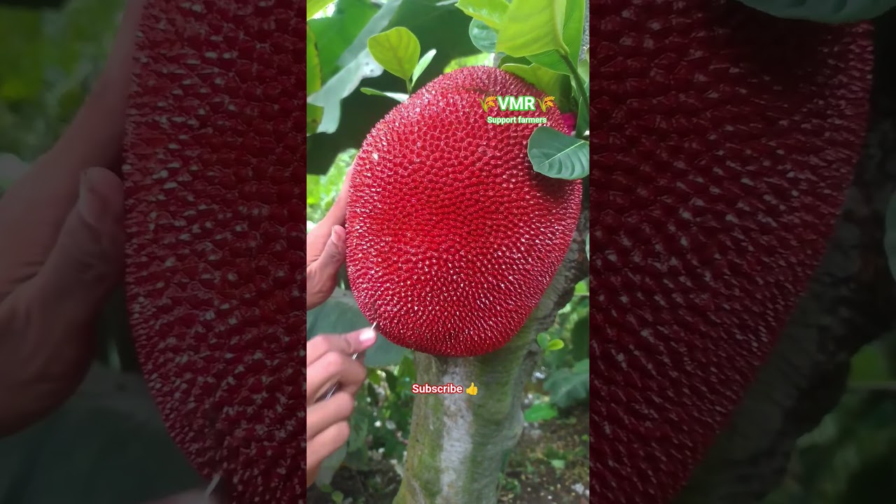Discover the exotic beauty of red jackfruit!  #vmr #vmrharvester #supportfarmers #subscribe