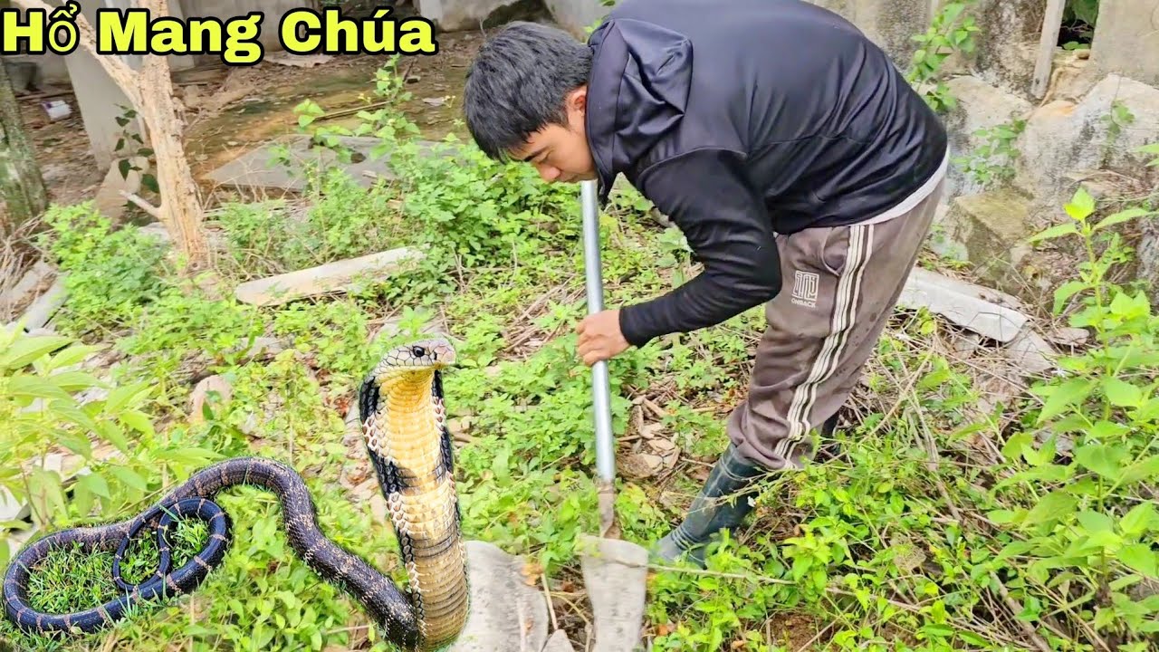 5 Thợ Săn Dũng Cảm Vây Bắt 2 Con Rắn Hổ Mang Khổng Lồ Trong Ngôi Nhà Bỏ Hoang