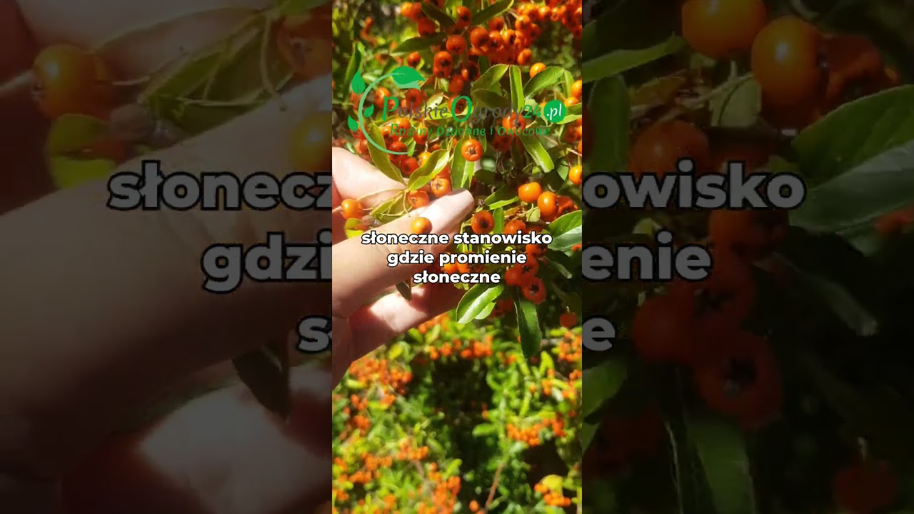 Ognik szkarłatny Orange Glow - stanowisko