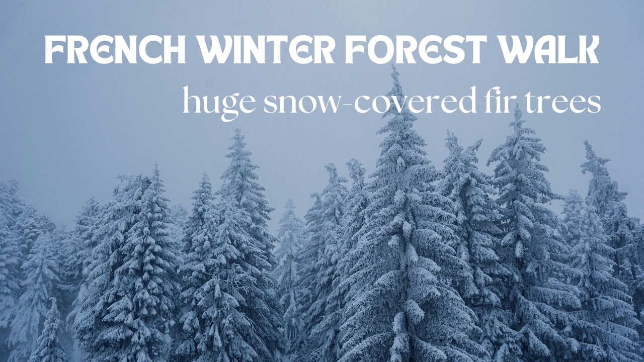 🇫🇷 WINTER FOREST SNOW WALK - French Massif Central