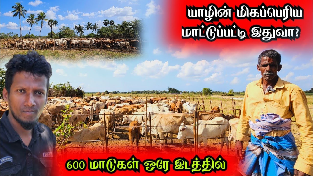 600 மாடுகளுடன் யாழில் உள்ள மிகப்பெரிய மாட்டுப்பட்டி🐄 @Spseelanvlogs126