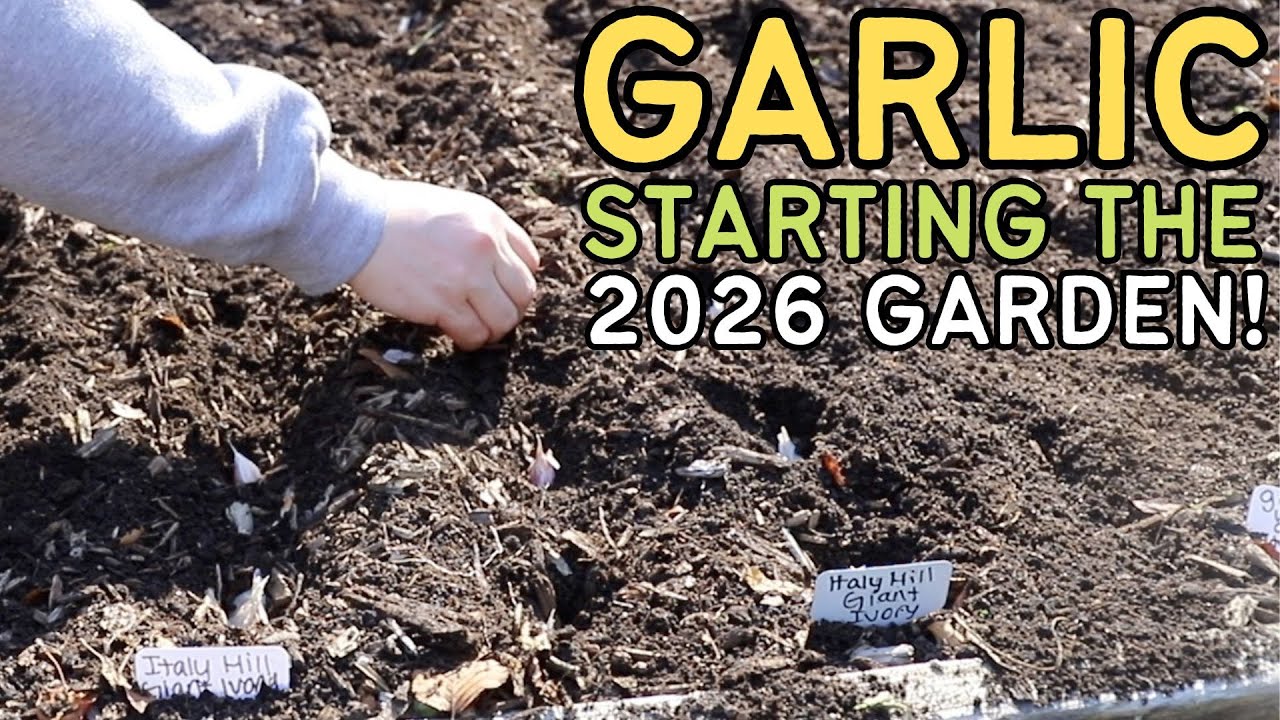 КАК Я НАЧАЛ САД 2026 ГОДА | Посадка чеснока в Зоне 6 | Коннектикут