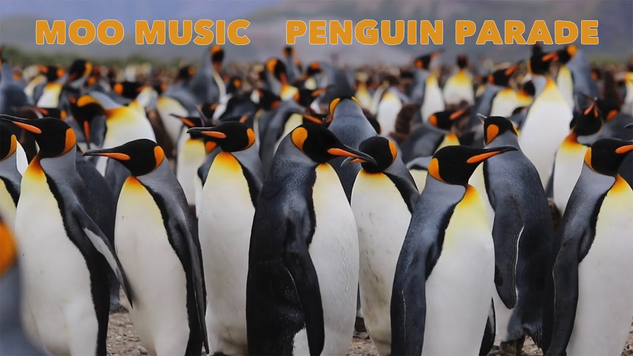 Moo Music - Penguin Parade