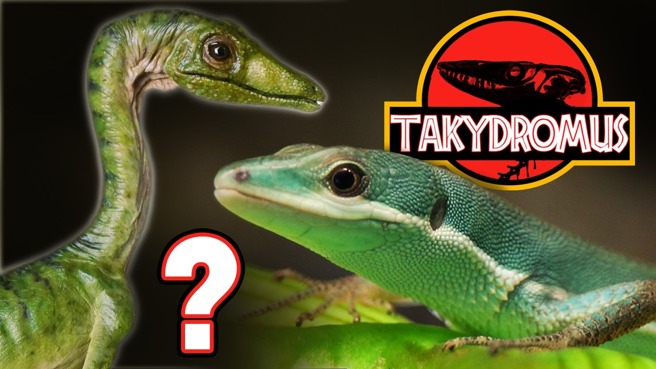 TAKYDROMUS SMARAGDINUS 🦖🦎 Mini-Dinos fürs Terrarium?
