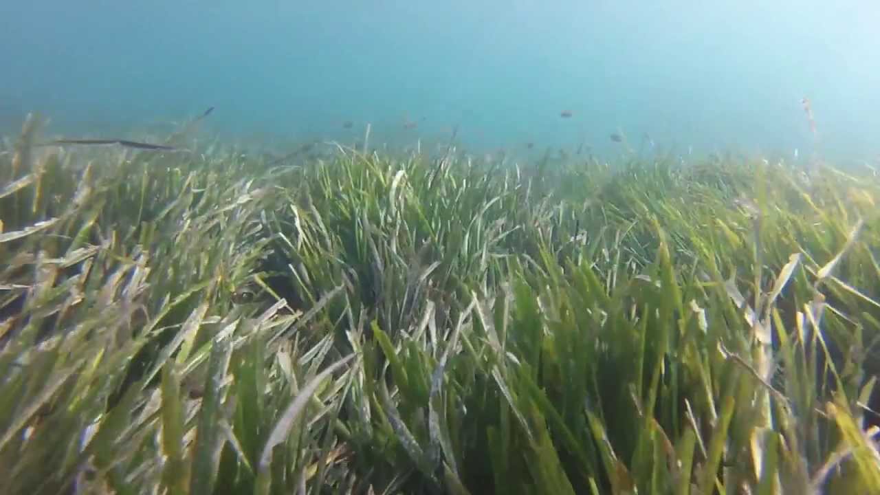Plongée en Apnée Montage Videos GoPro HD BANDOL 2013