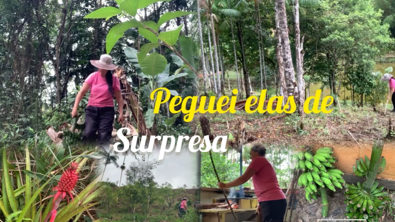 Vida na Roça/Plantação de feijão /abóboras/hortas/abacaxi artesanal.
