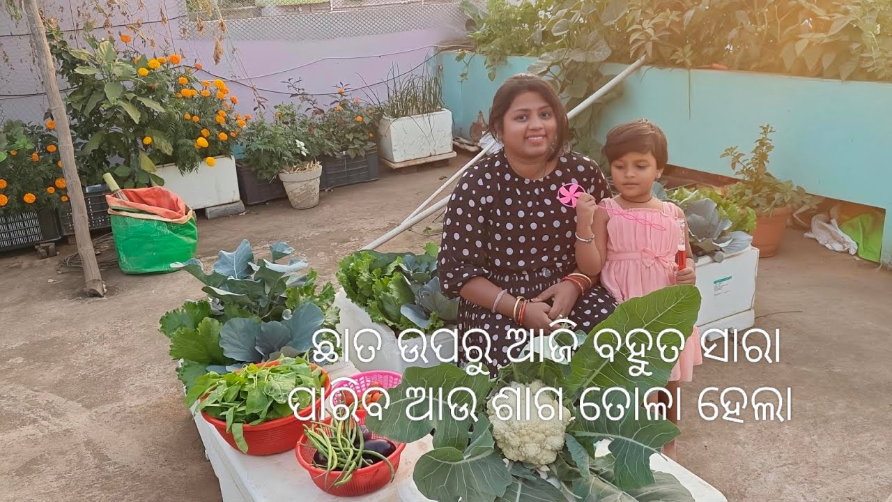 ଛାତ ଉପରୁ ଆଜି ବହୁତ ସାରା ପରିବl ଆଉ ଶାଗ ତୋଳା ହେଲା #greenroofjourney #gardening #trending #viral #garden 