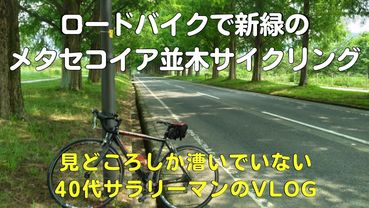 滋賀県のメタセコイア並木をロードバイクでサイクリング直線平坦で初心者にも快適でした【40代現実逃避アウトドア系サラリーマンVlog】