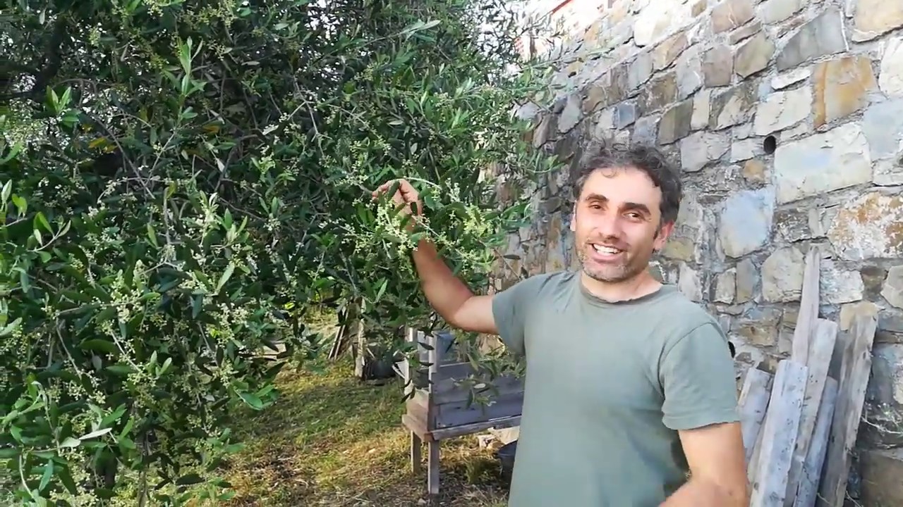 La rogna dell'olivo (Pseudomonas Savastanoi) fa produrre l'uliveto?In questo video vedremo se è così
