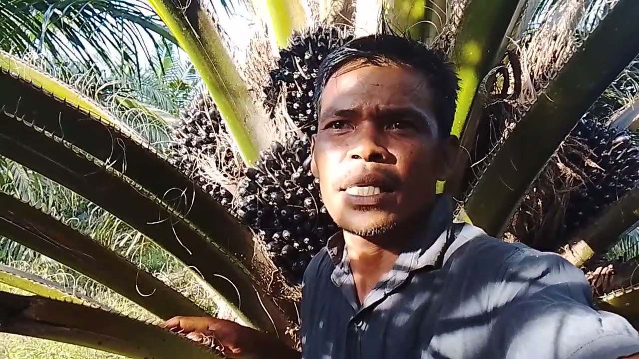 1 HEKTAR KHUSUS DI TANAM PPKS DAMPY POHON SAWIT PELEPAH HIJAO HASIL YA SAGAT MEMUASKAN