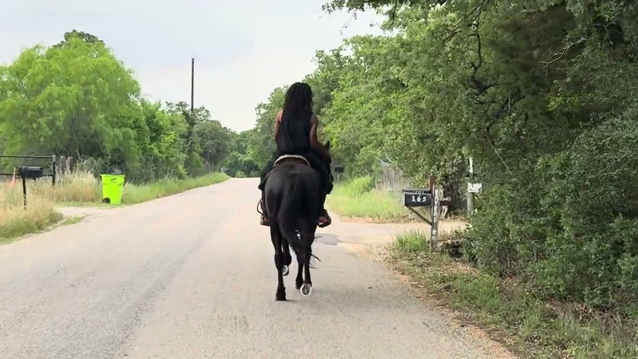 Fast Tennessee Walking Horse (Boss Man) Doing His Thang #myviewkountrytv