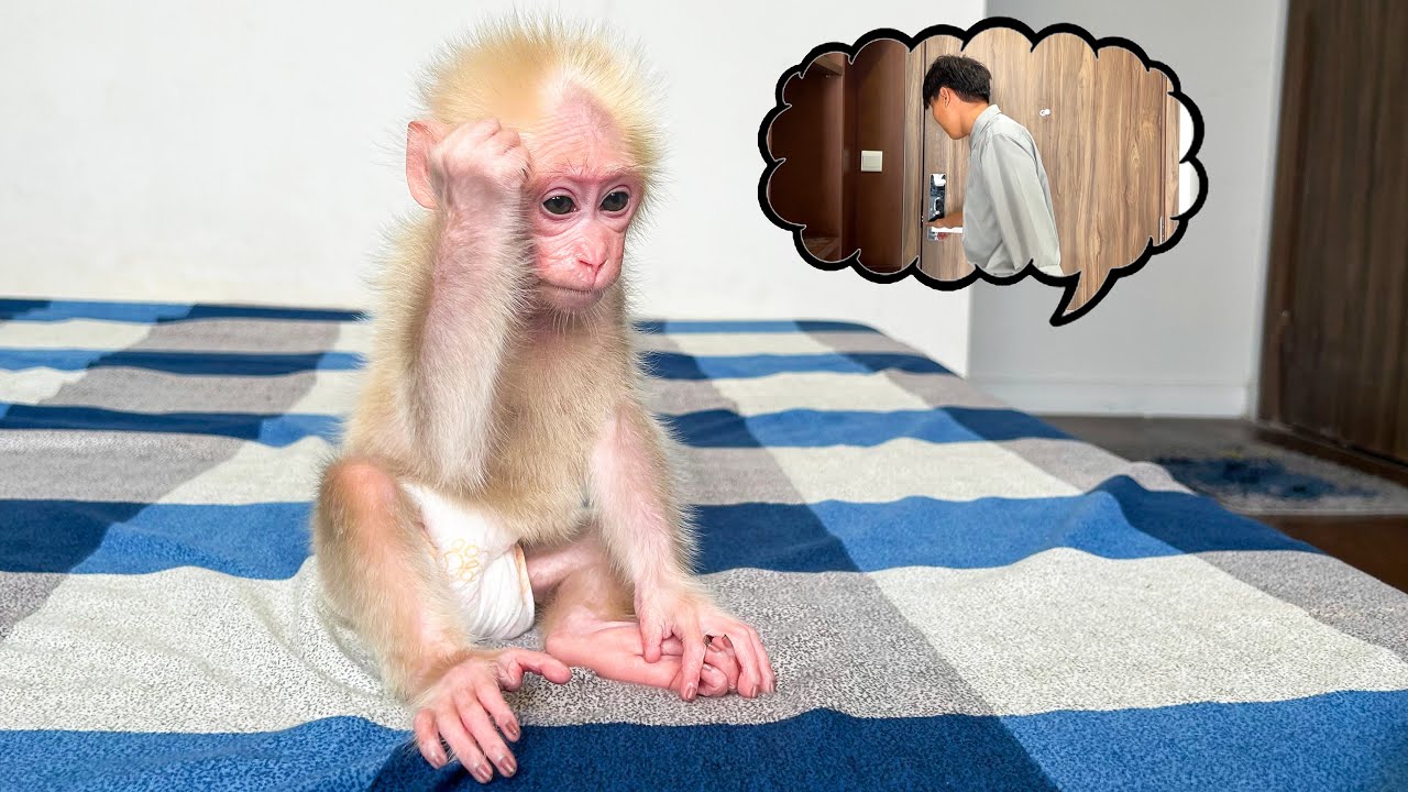 Monkey Baby Molly feels worried When Dad come home late