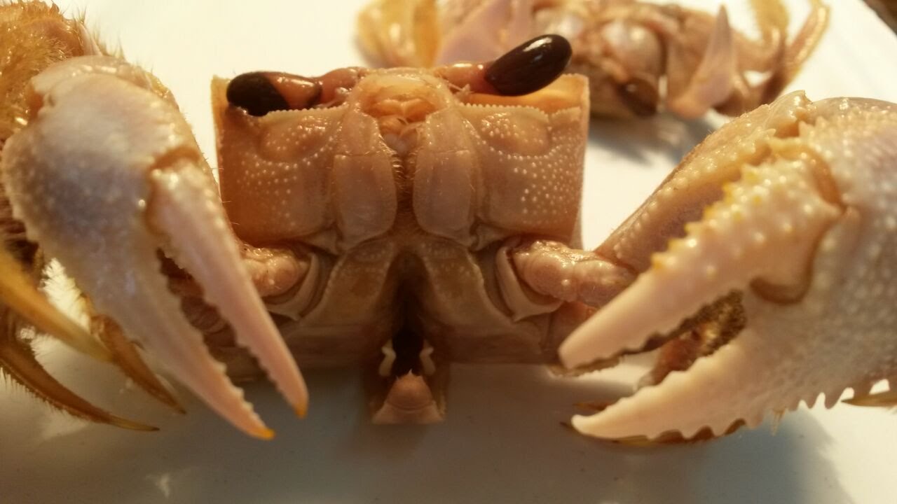 Ocypode quadrata: El cangrejo fantasma del Atlántico