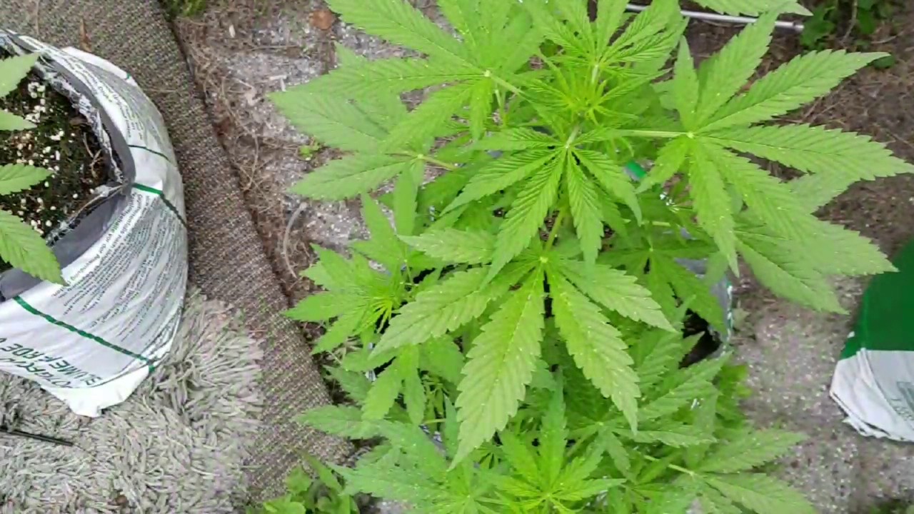 Sargarmatha seeds AK48 autoflower day 28 till 36 two plants in 1 jar.