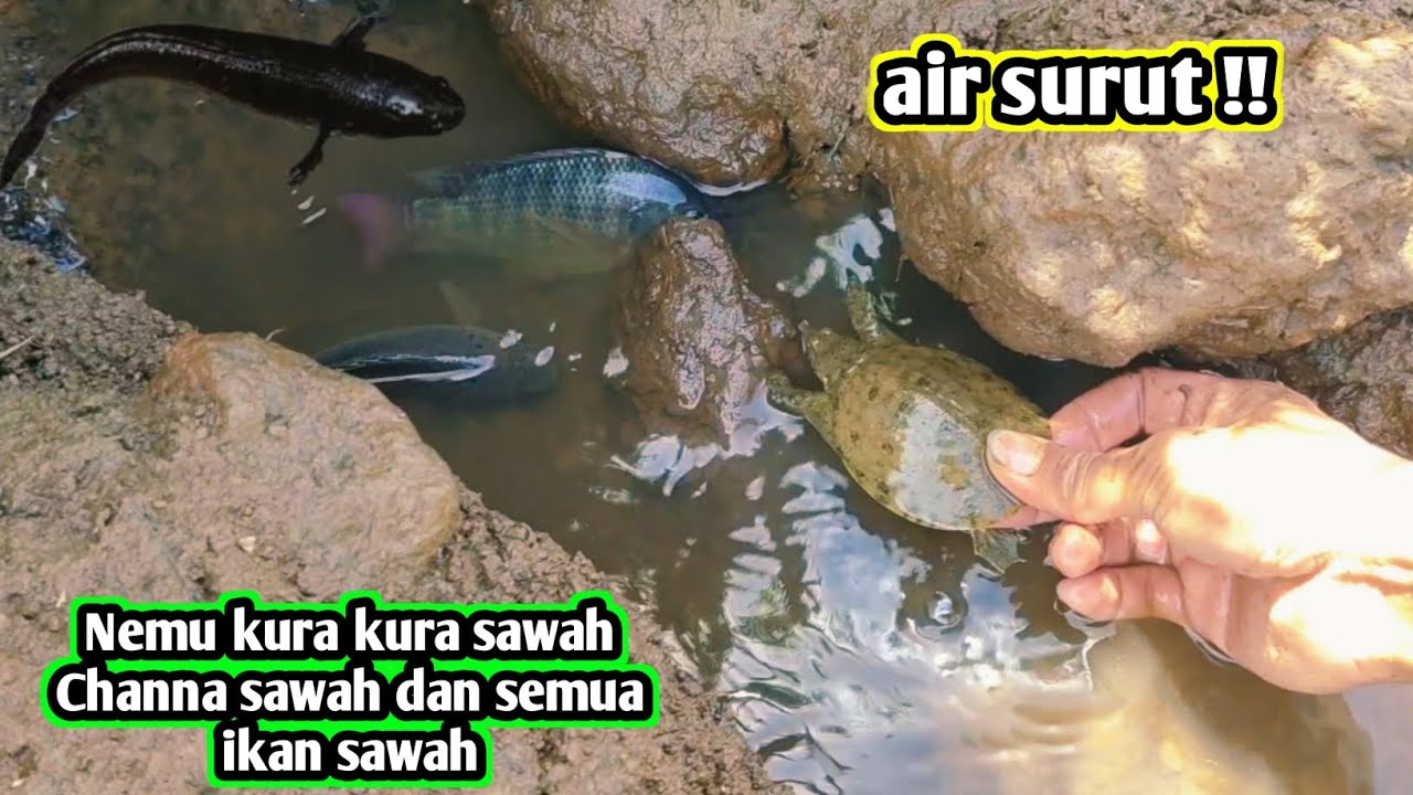 Berbagai ikan sawah tertangkap saat air surut 