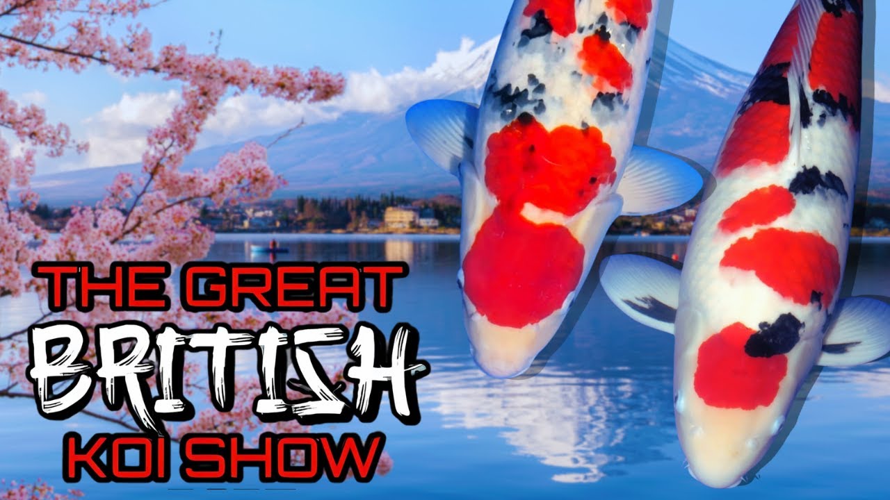 Behind the Vats | A Koi Exhibitor’s Journey at The Great British Koi Show 2025