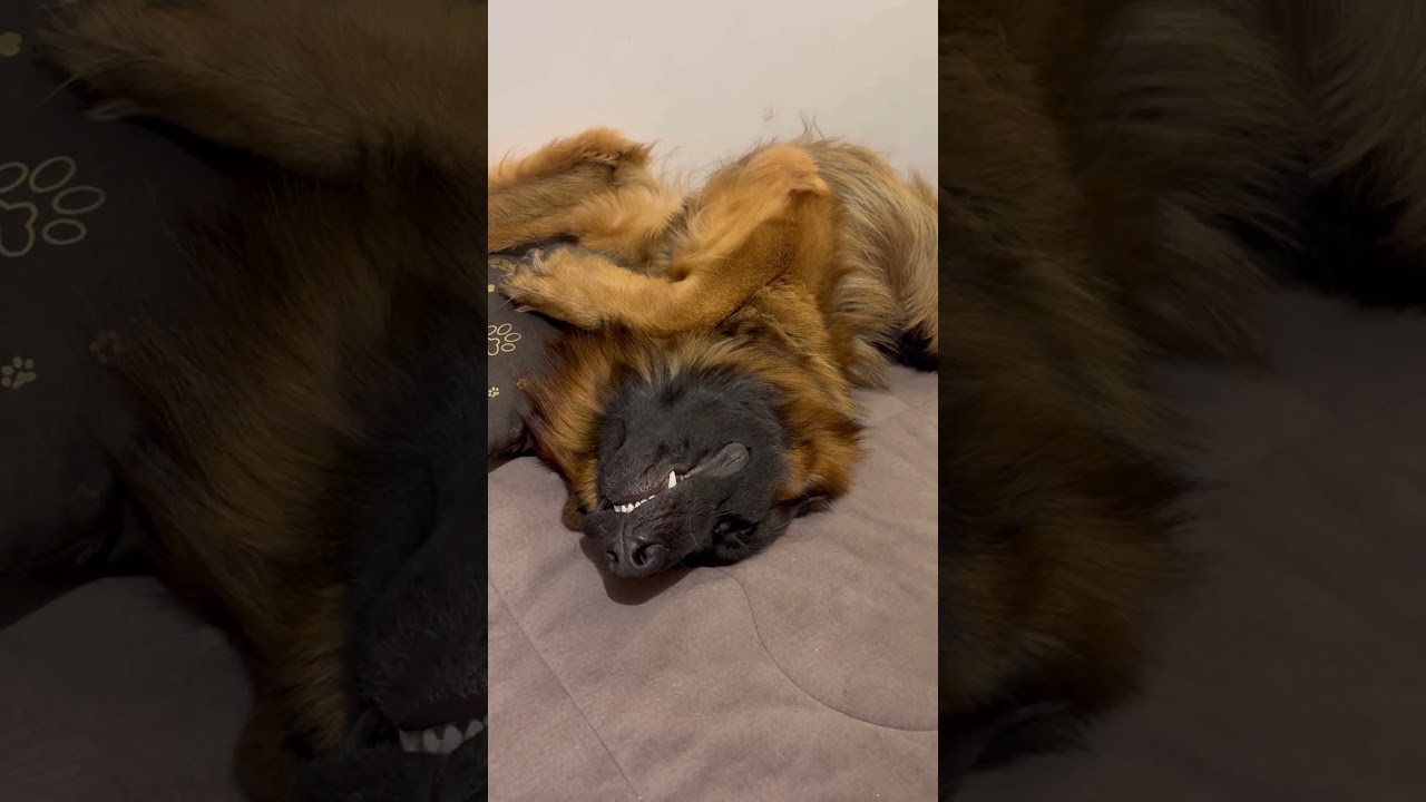 Drapieżnik 😜😜🫶🏻🐕 #germanshepherd #gsds #gsd