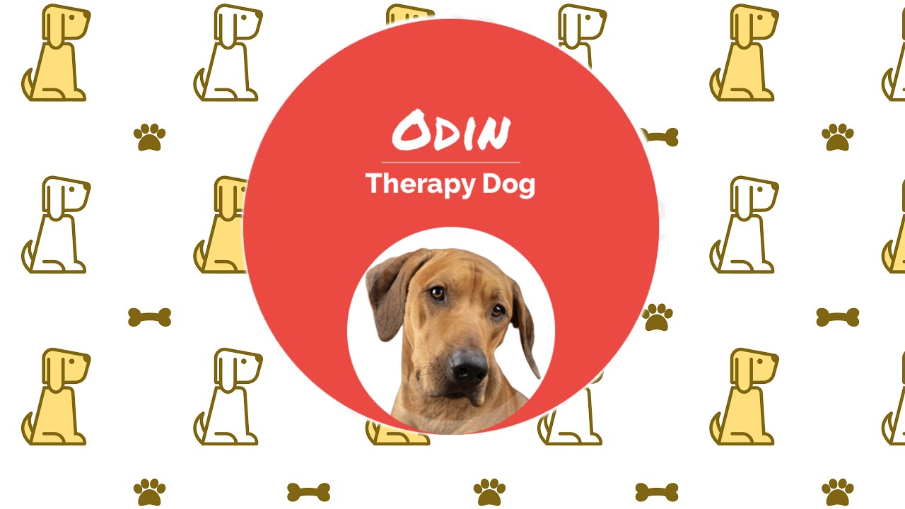 A Day in the Life of a Pet Therapy Dog
