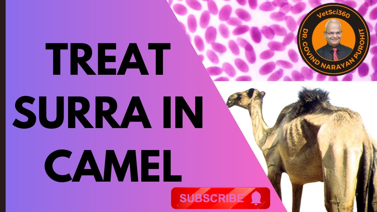 Camel Killer: Unveiling the Menace of Trypanosomiasis
