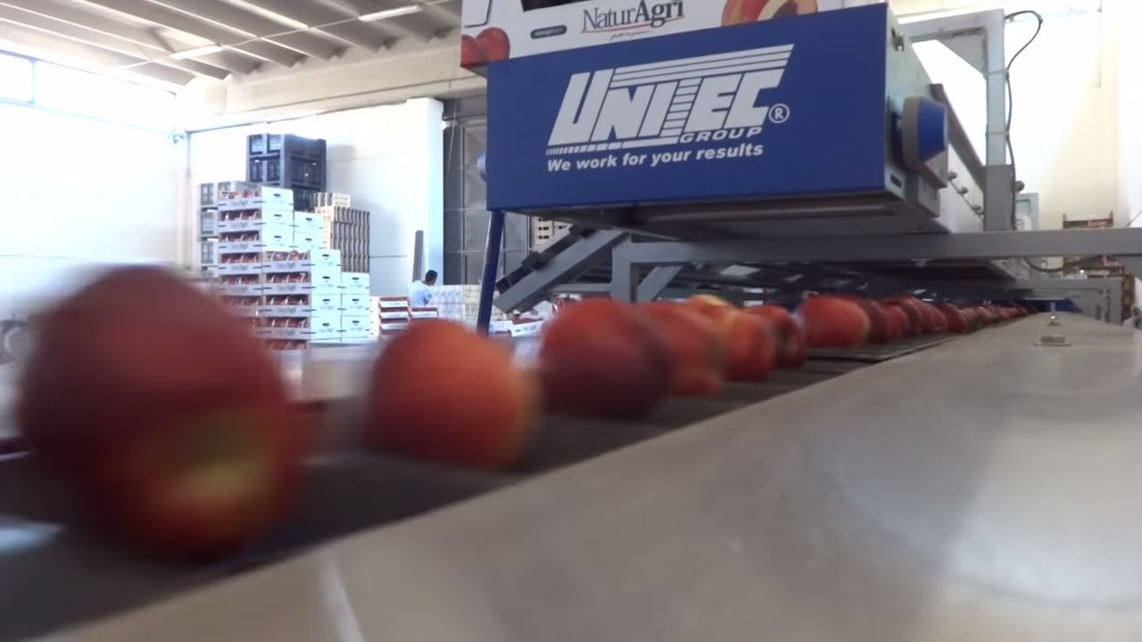 Linea di lavorazione per Pesche e Nettarine