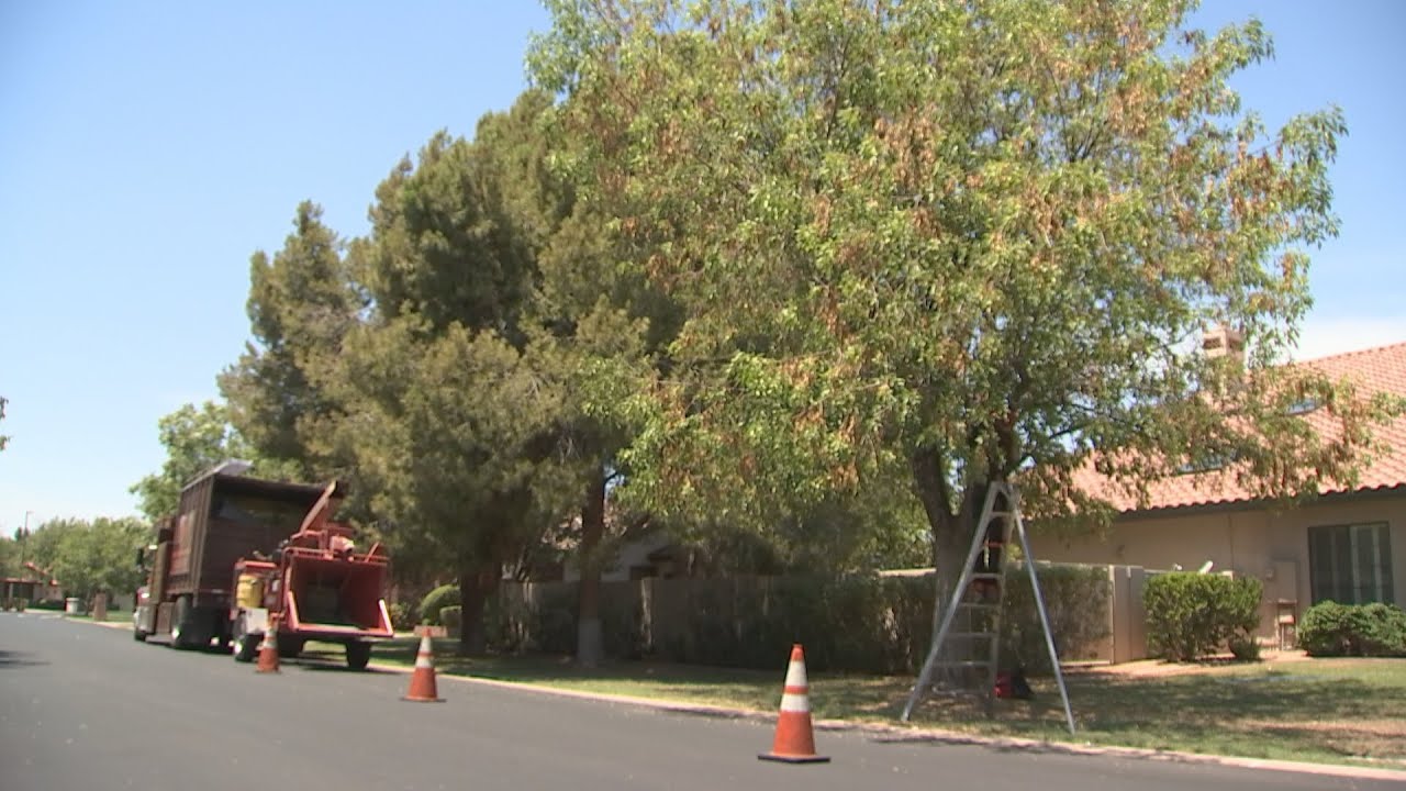 Cut back those trees before monsoon storms hit