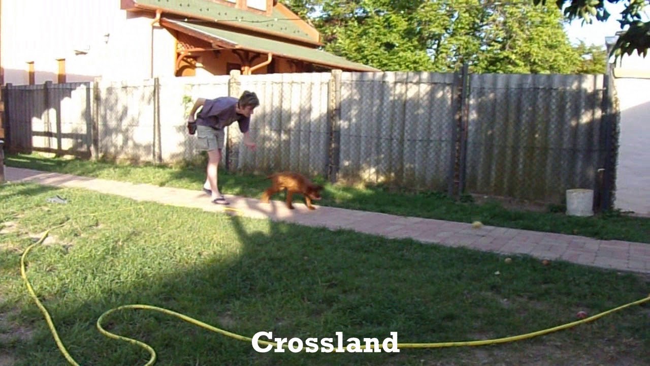 11 hetes ír szetter kiskutya és az elhozás kezdeti lépései/Crossland