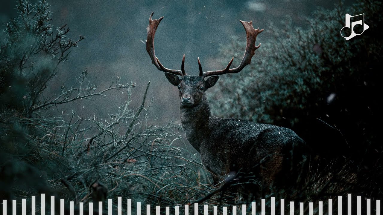 Wildlife - Inspiring Soundtrack - Epic Music 2023