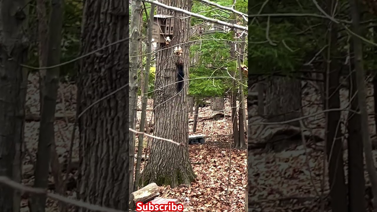 How Squirrels Stay Warm in the Winter