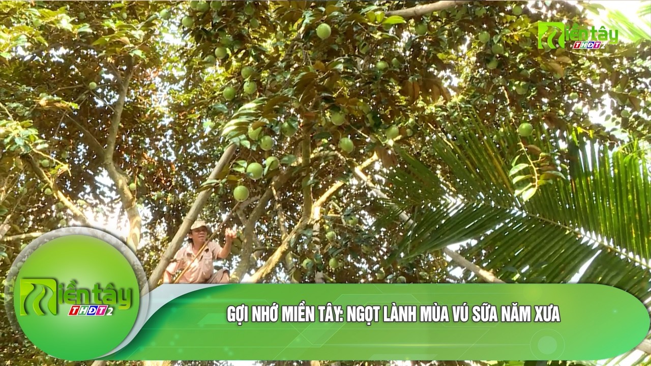 Gợi nhớ miền Tây: Ngọt lành mùa vú sữa năm xưa