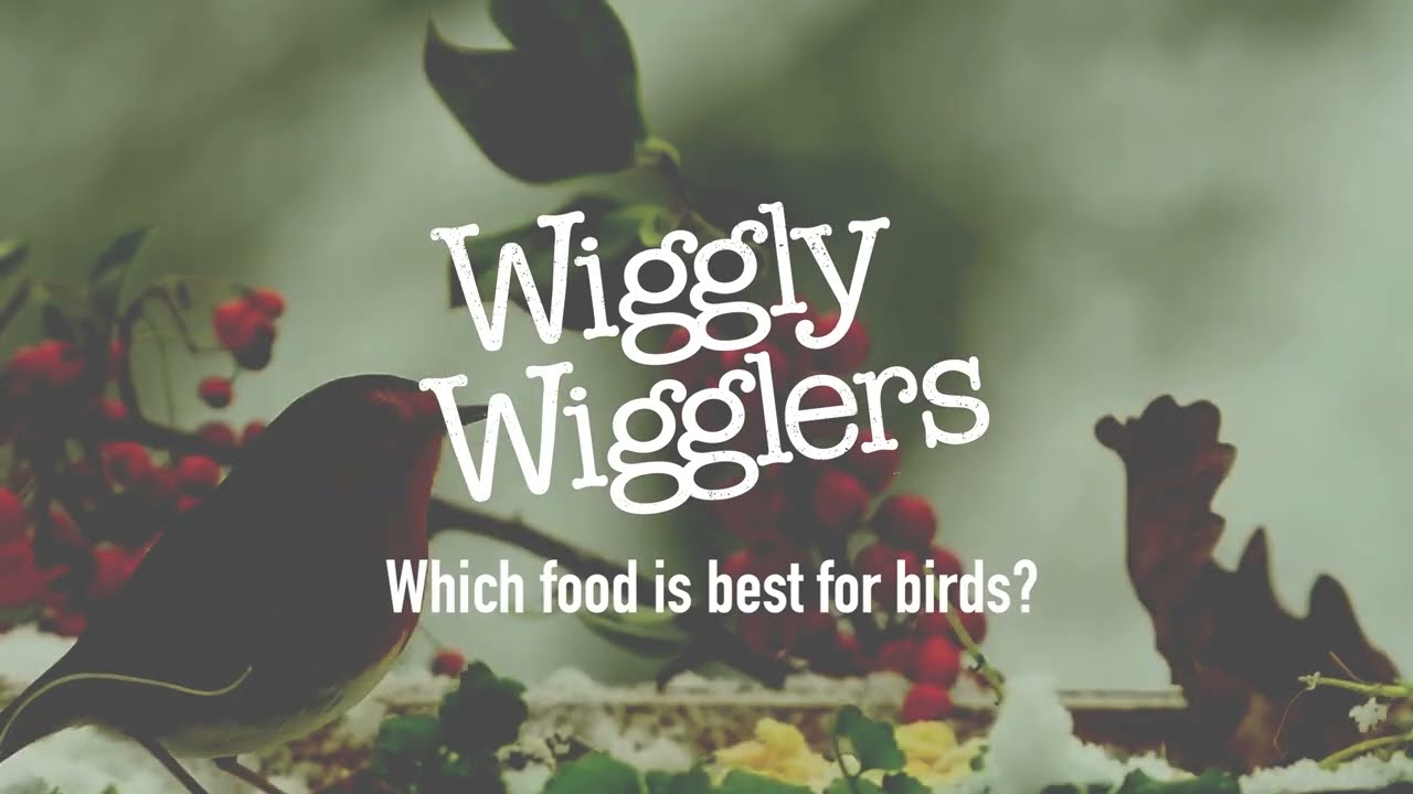 Which Food is Best for Birds? | Wiggly Wigglers