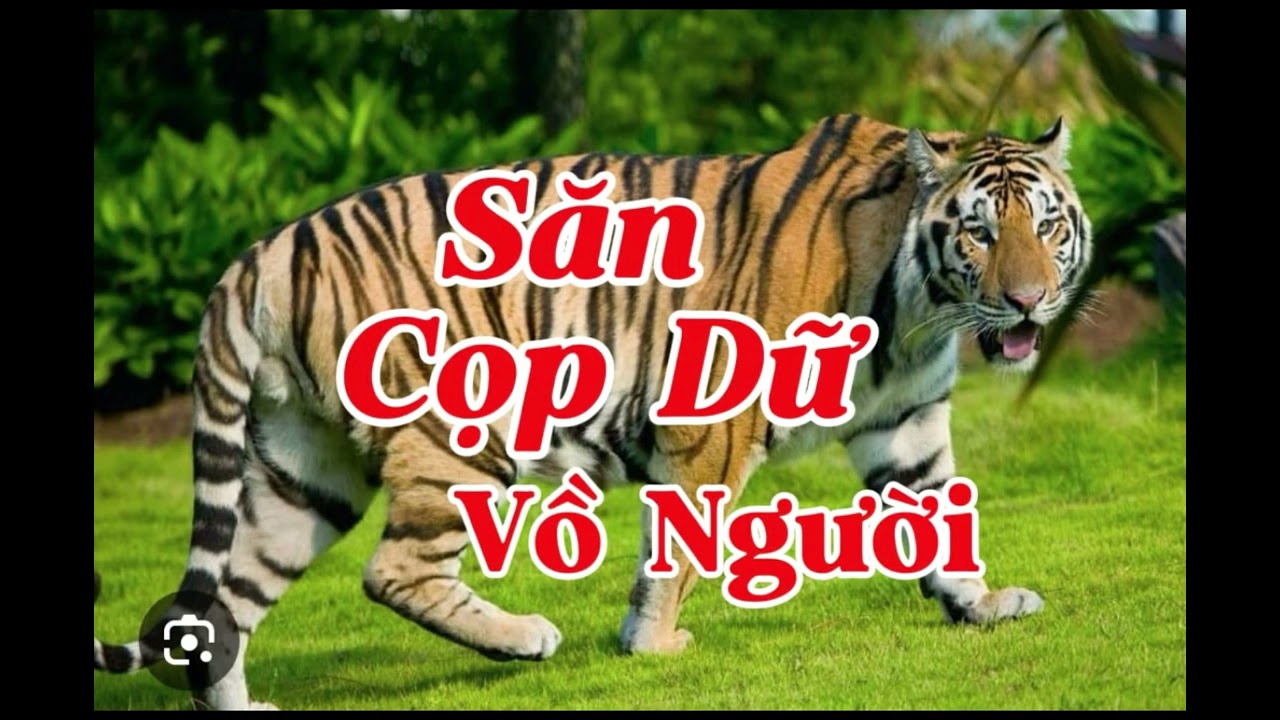 SĂN CỌP DỮ VỒ NGƯỜI | Lê Anh diễn đọc