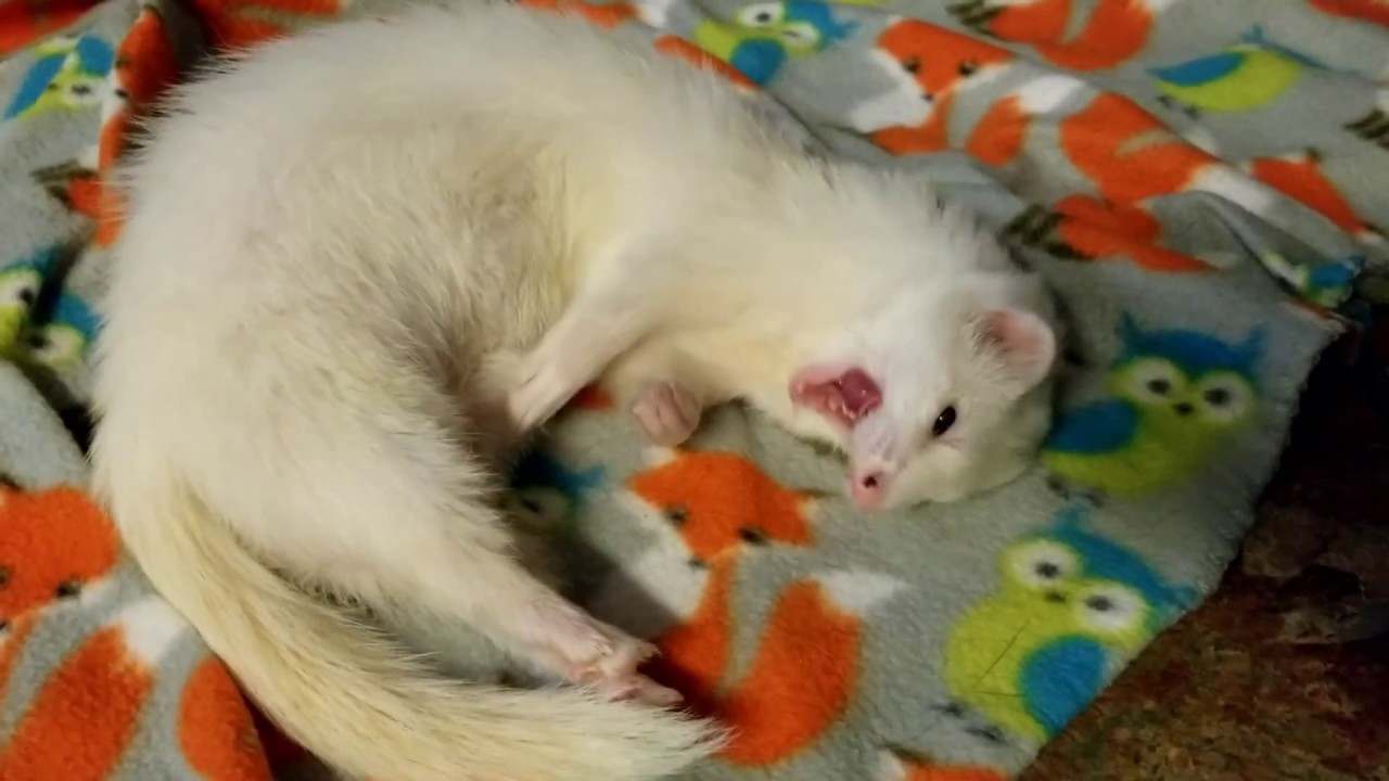 Opal the Ferret might be blind?