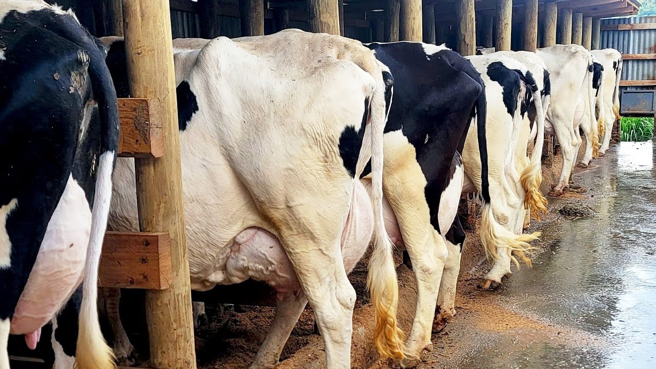 A cow can Give 50 Litres Milk a day. The big feeding Secret Revealed // Dairy Nutrition