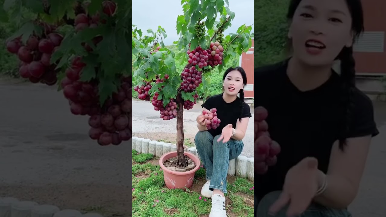 Celup Giberelin Pada Buah Anggur Agar Seedless 